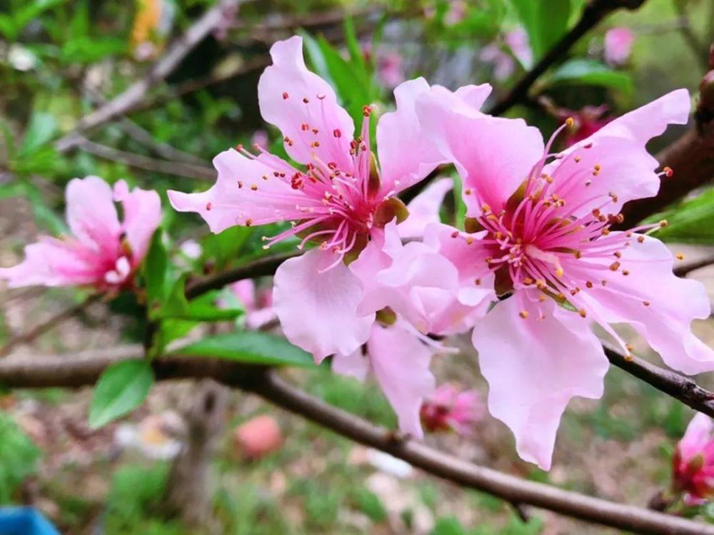 榆林市市花:桃花