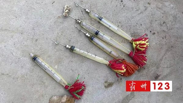 偷狗团伙用毒针射狗在霸州村街作案