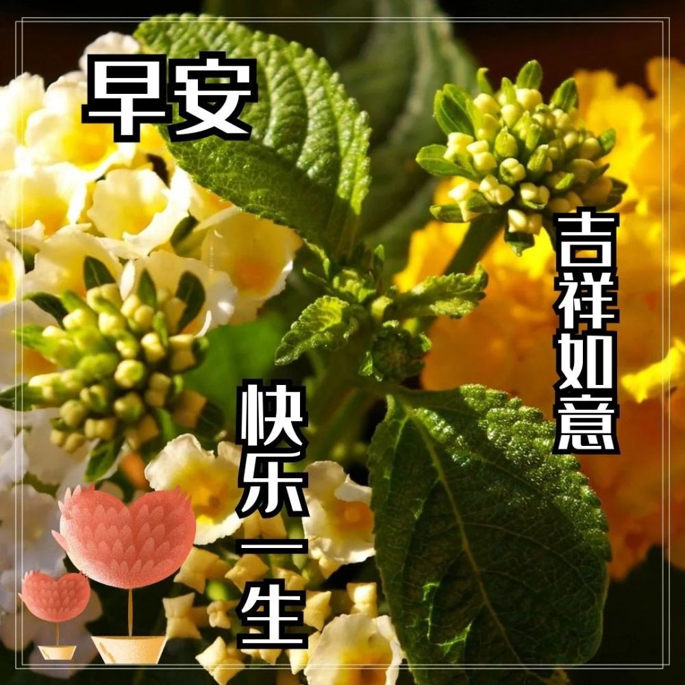 生活坚强正能量的早安句子,吉祥如意的早上好免打字图片带字