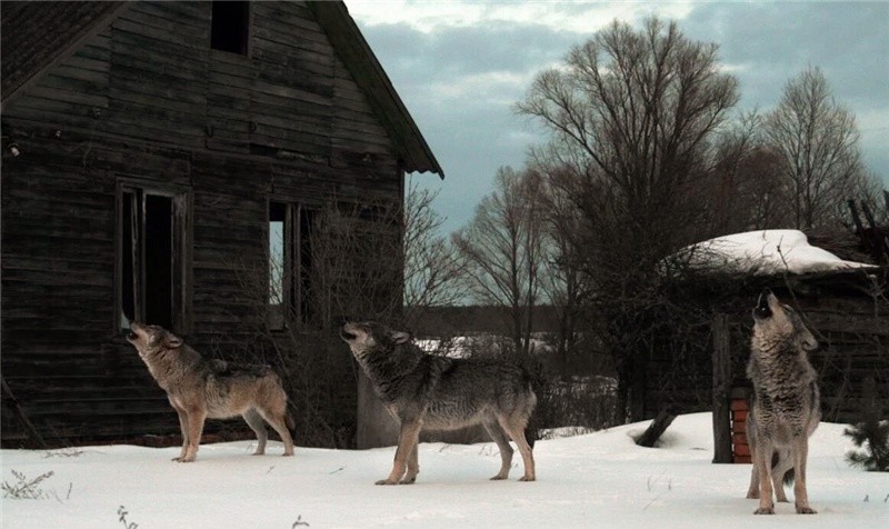 一只"变异狼"从切尔诺贝利地区逃脱,它将给世界带来什么影响?