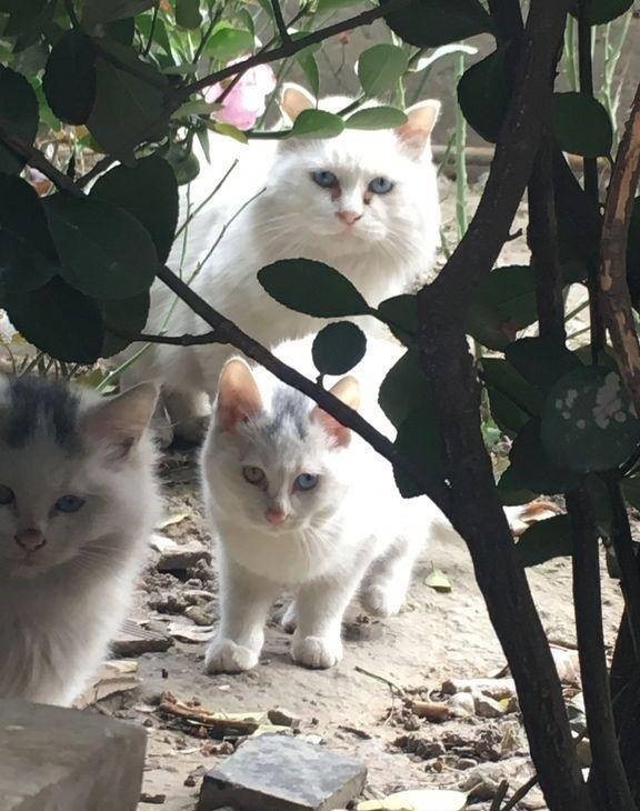 梦境迷踪，解析梦见猫好不好的深层寓意