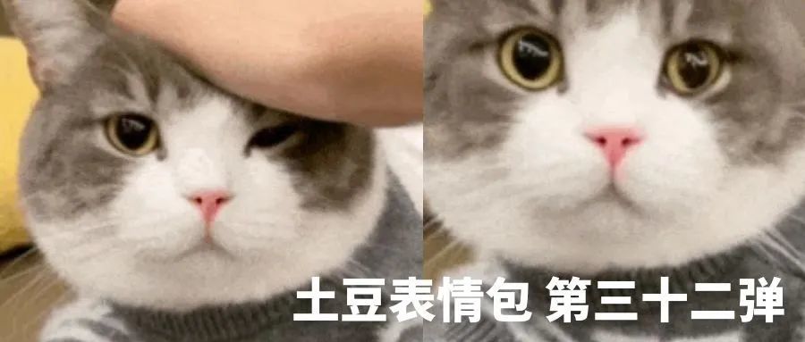 网红猫咪|土豆表情包 第三十三弹