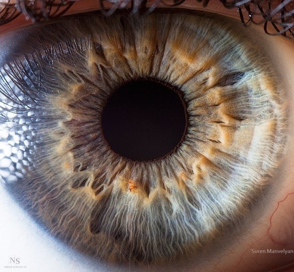 显微镜下,人类眼部的特写,非常详细地揭示了虹膜的结构.