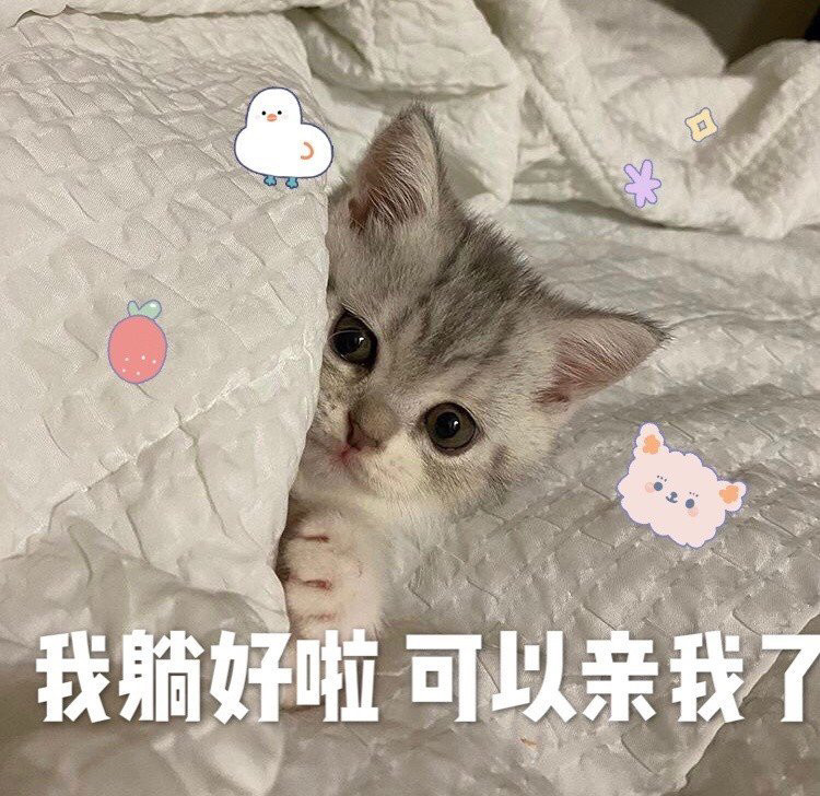 一组沙雕可爱猫猫表情包:试图撒娇