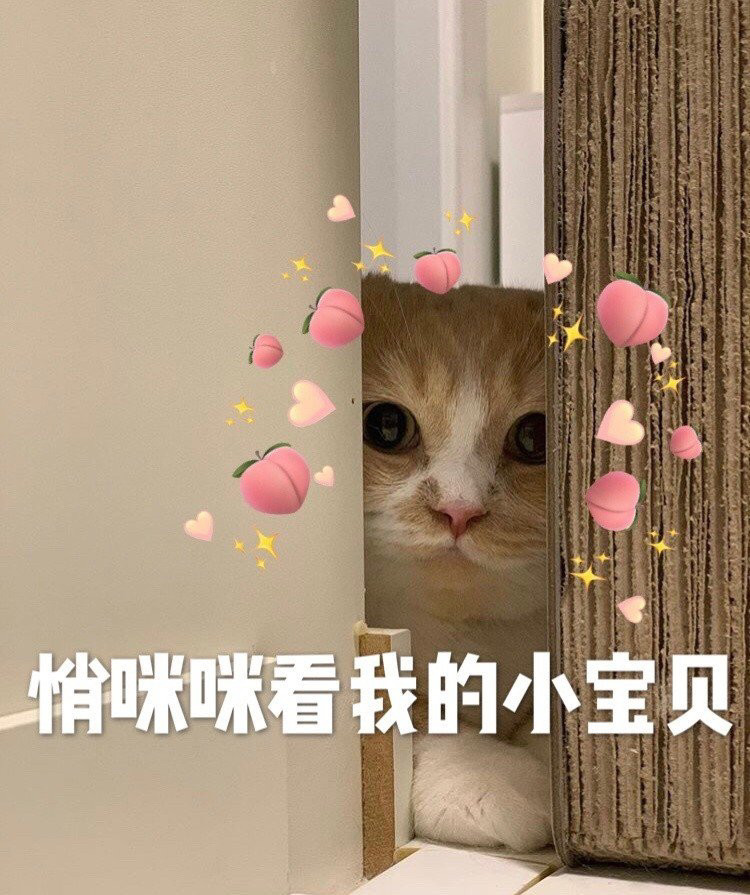 一组沙雕可爱猫猫表情包:试图撒娇