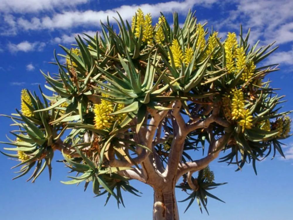 二歧芦荟(aloidendron dichotomum)在南非西北部地区就会可以看到,在