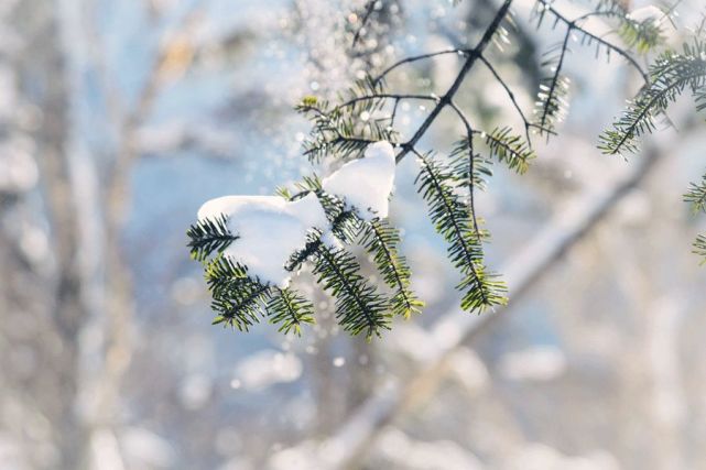 大雪丨茫茫原野一片白,万物冬藏待春来