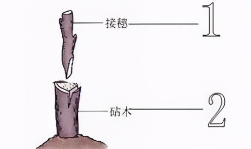 1,果树高接换种 即高位嫁接,就是在需要更新换代的成年果园中,一般在