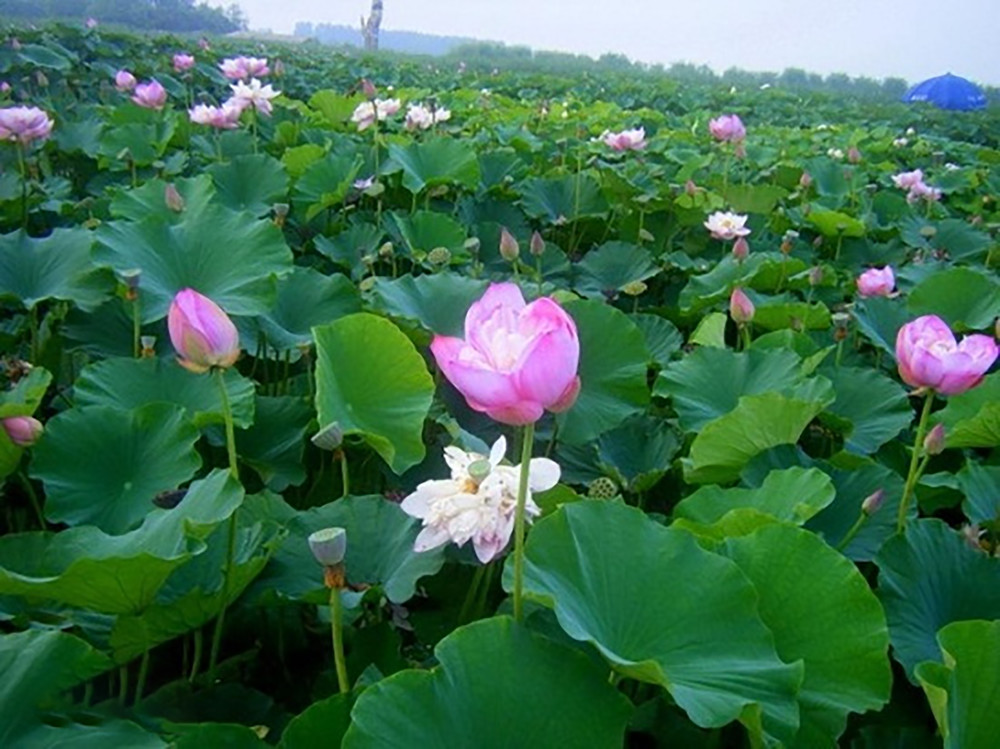 洪湖水,浪打浪,带你走进美丽的湖北洪湖