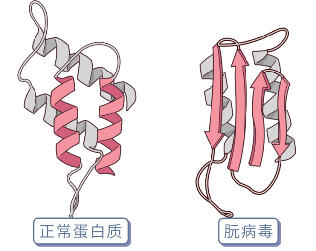 人肉是什么味道我们为什么不能同类相食朊病毒告诉你答案