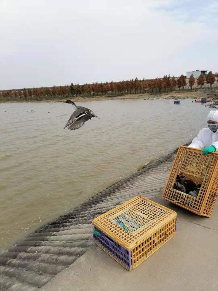 在九段沙湿地捕了55只野鸭去卖,两男子因涉非法狩猎罪