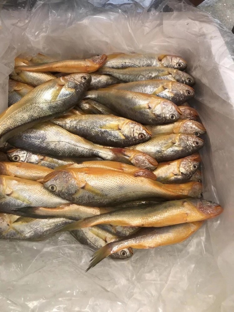 东山岛海鲜本港天然黄花鱼对小朋友和孕产妇老人补充营养非常好!