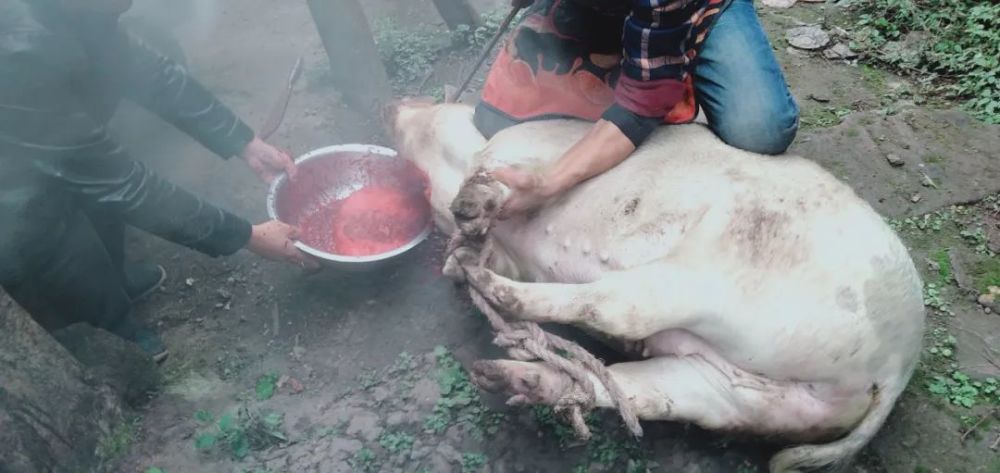 杀年猪咯,资阳农村杀猪情景再现,今年你家灌香肠了吗?