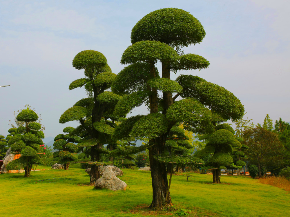 在京山的特有珍贵树种,不仅进入全国各地的小区,还作为景观树,风水树