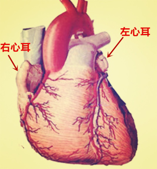 一,左心耳结构和功能