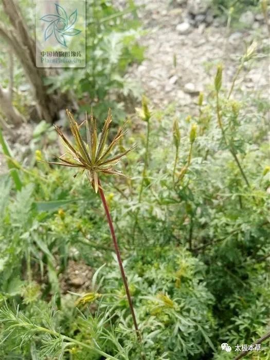 刺针草,见过吗?用于感冒发热,咽喉肿痛,肠炎,阑尾炎