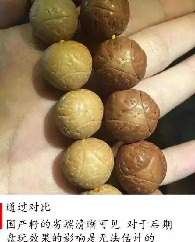 酸枣核已退位,国产嫁接凤眼登场——如何辨别凤眼菩提