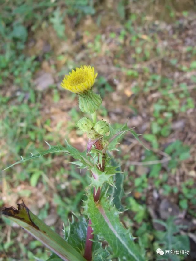 花叶滇苦菜 sonchus asper