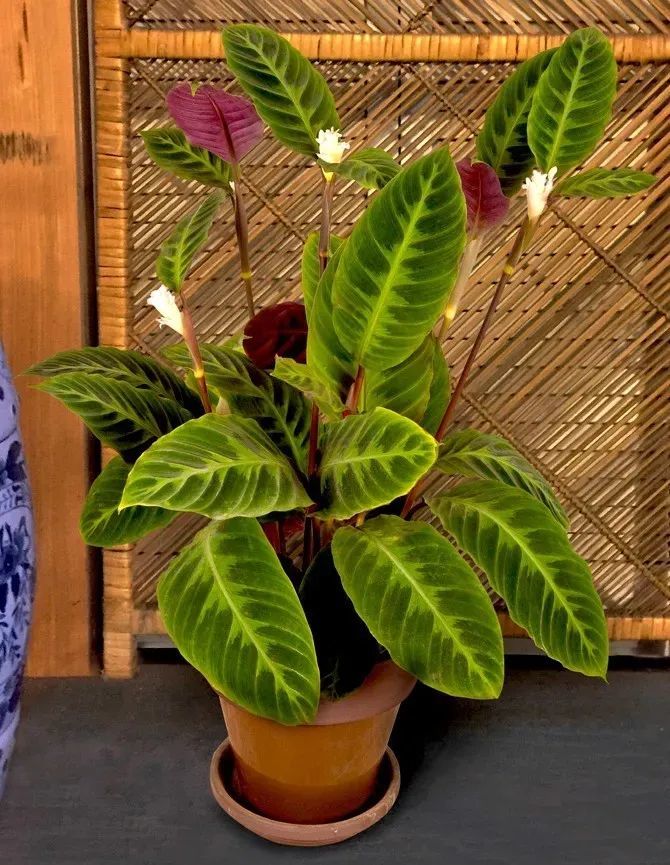 身价不菲的油画竹芋,马赛克竹芋和叶蝉竹芋,观叶植物也能如此好看!