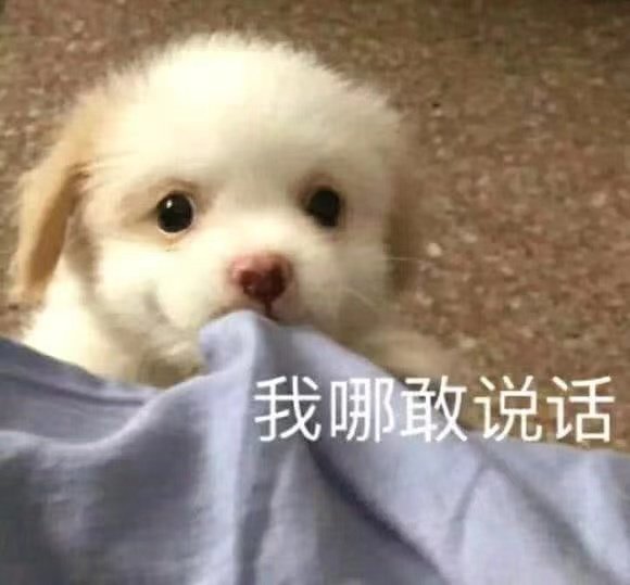 萌宠表情包:小宝贝,我来了!