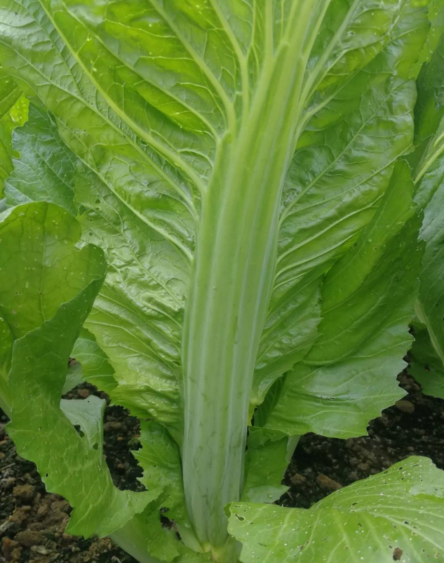 农家现摘的从化吕田大芥菜,又脆又甘甜!