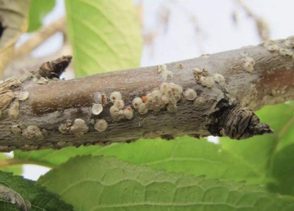 什么是苹果树绵蚜?苹果树绵蚜的发生与防治技巧