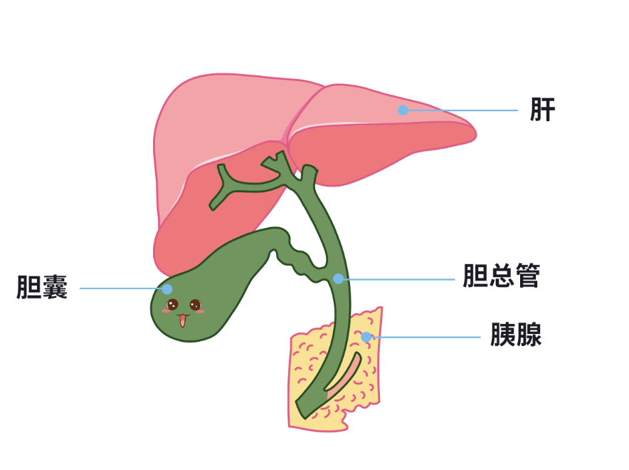 胆结石是怎么引起的买保险要告知吗