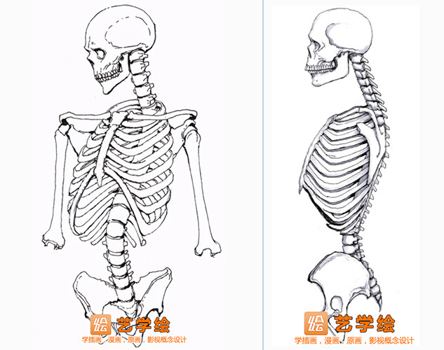 随着脊椎的扭动,躯干骨的形态会发生变化.