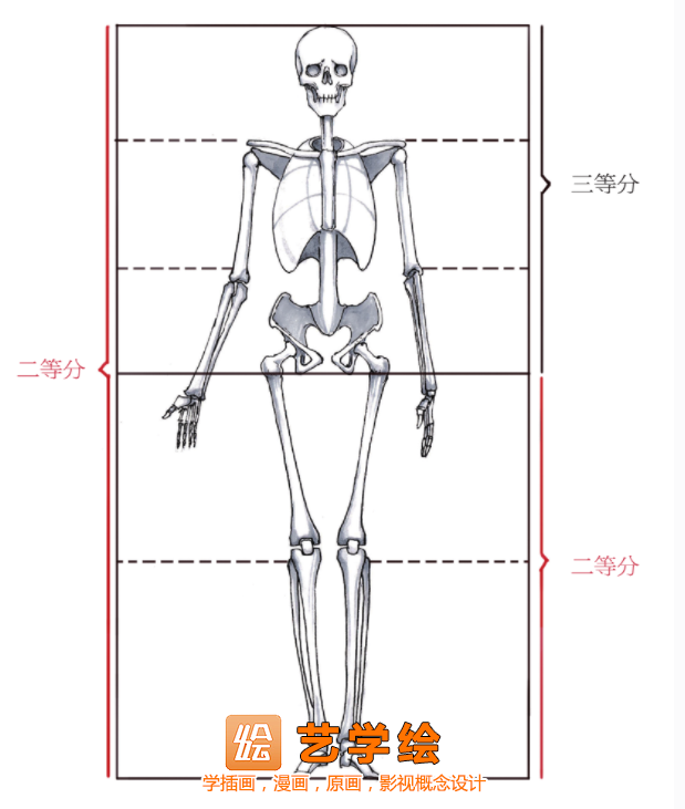 在2～25岁时,人体骨骼比例会因人长高长壮不断变化,在长到约25岁的