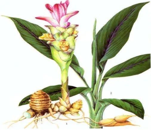 在日本,姜黄被奉为 国宝级植物,限制开采.