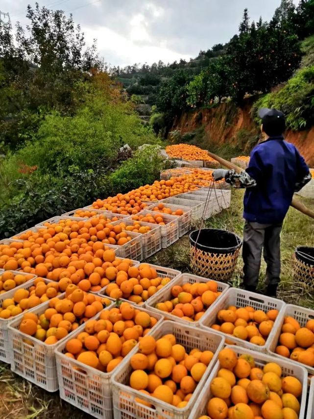 晓虹果园,脐橙香甜