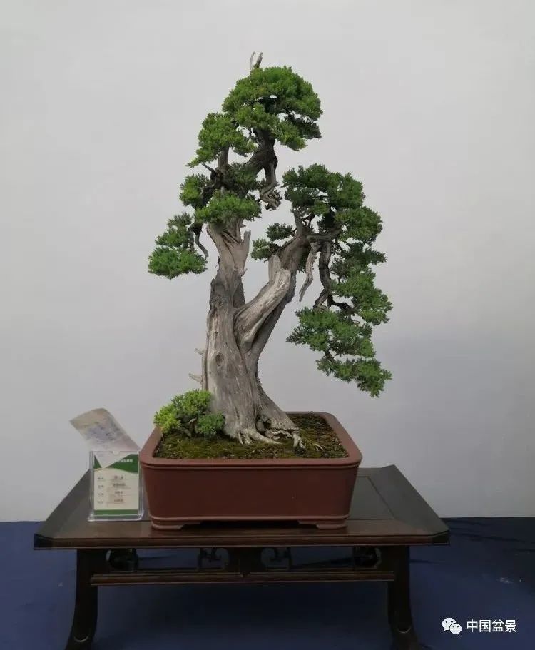 例如直干式盆景布枝,一般讲究四岐八布,即干的各个方向上都要有枝