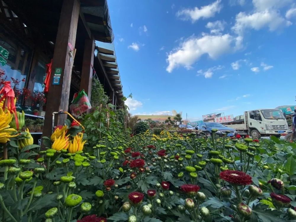 百花村花卉市场一角