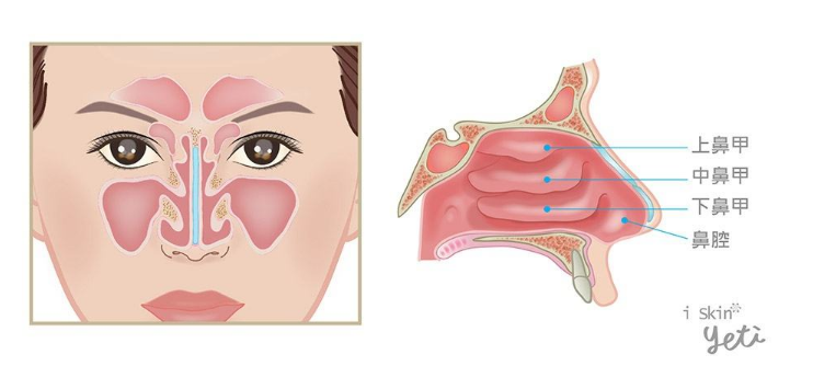 人体的鼻腔有上,中,下三个鼻甲, 其中下鼻甲是最为狭窄和柔软的通道