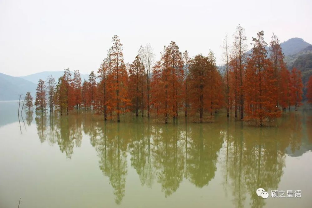 鄞州区塘溪镇三溪浦水库,我在往年冬天看到的场景,水位也在水杉树的树