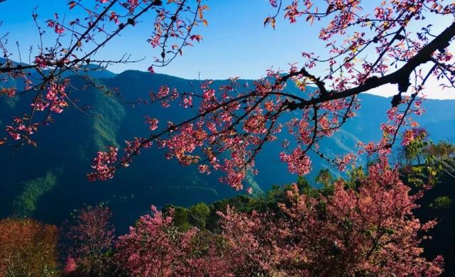 云南冬天最美的地方,大雪纷飞时,这里满山樱花盛开成海!