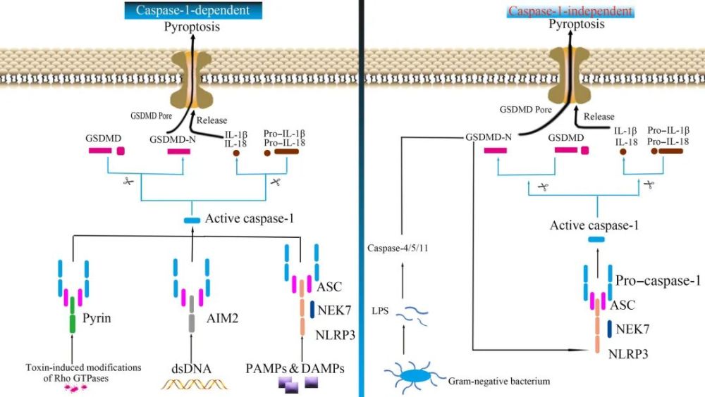 cellproliferation高被引热点综述细胞焦亡在心血管疾病中的作用