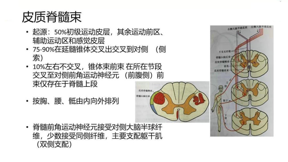 累及前角的病变 急性脊髓灰质炎 婴儿性肌萎缩症 乙型脑脊髓炎 进行