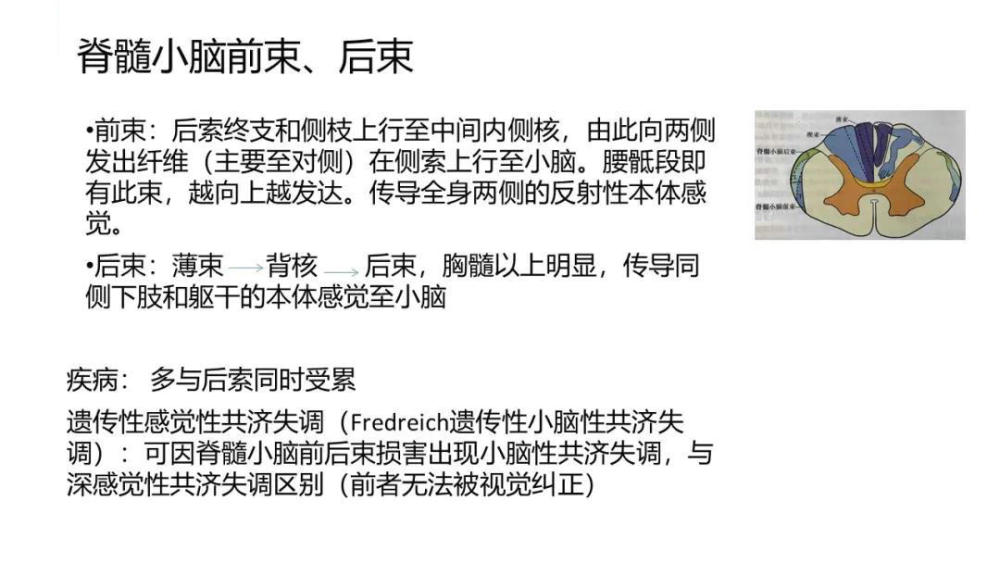 累及前角的病变 急性脊髓灰质炎 婴儿性肌萎缩症 乙型脑脊髓炎 进行