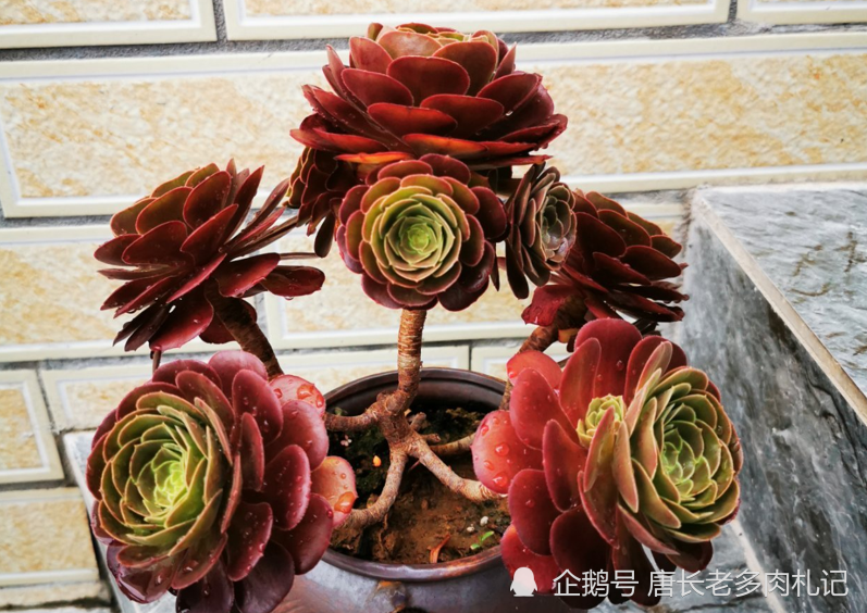 小圆叶法师/荷兰玫瑰法师