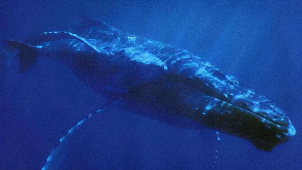 长须鲸体型非常庞大,仅次于世界上最大的鲸鱼蓝鲸,是世界第二大的鲸