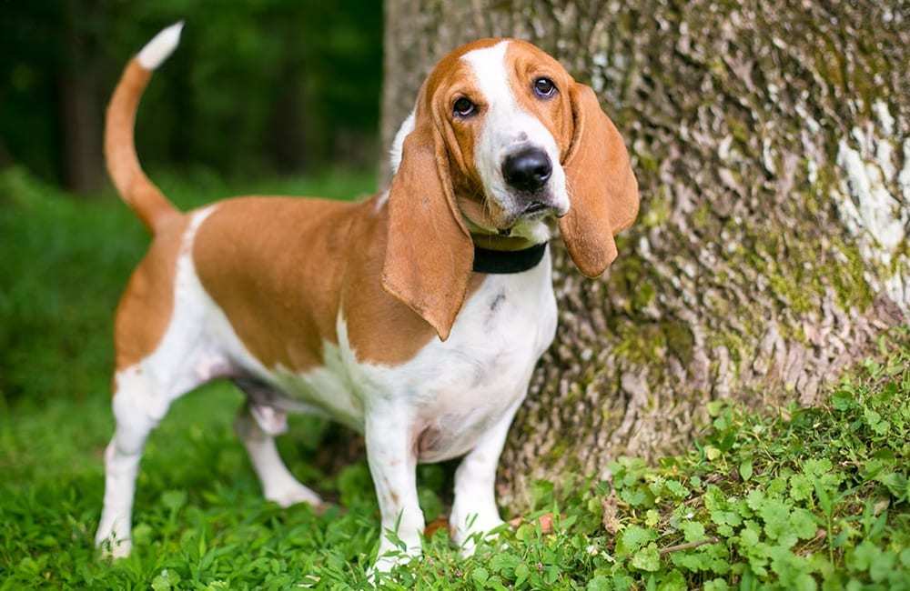 巴吉度猎犬 巴吉度是在法国繁殖的,价值1800美元左右.