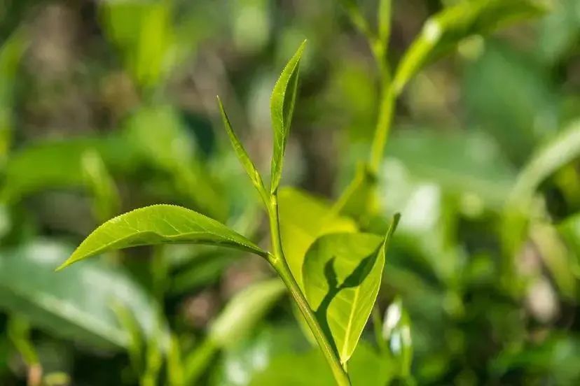 最全中国茶基础知识,学茶必备建议收藏,一篇文章带你了解茶叶.