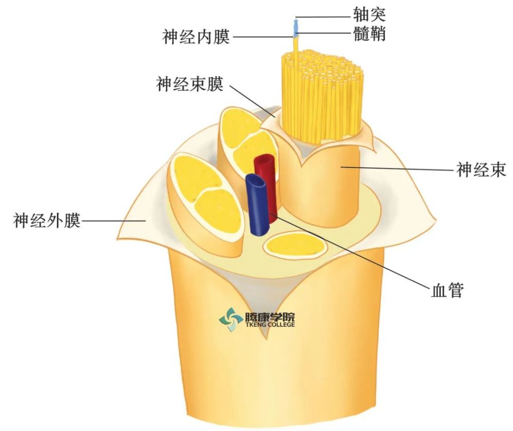 神经外膜.