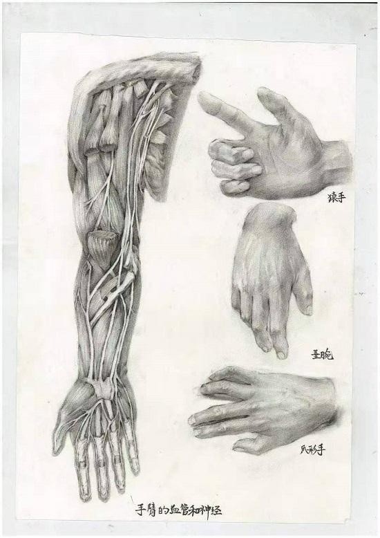 三等奖作品《手臂的血管和神经》三等奖作品《常见护理技能(手背静脉