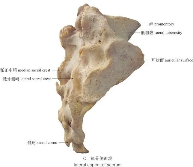 图1-7 骶骨 sacrum