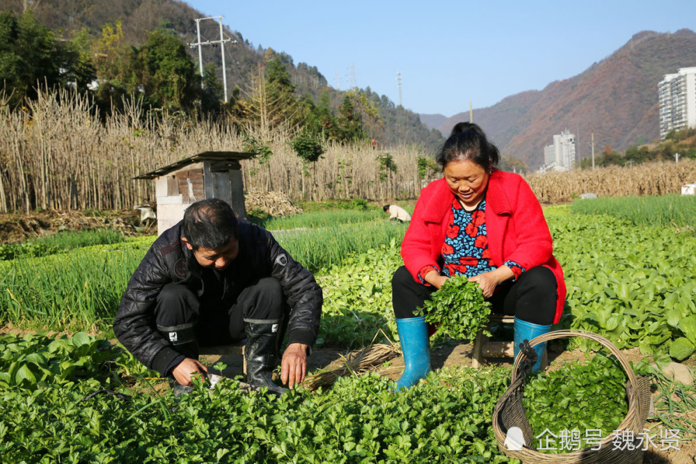 宁陕多少人口_太阳鸟宁陕(2)