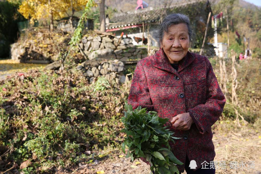 宁陕多少人口_太阳鸟宁陕