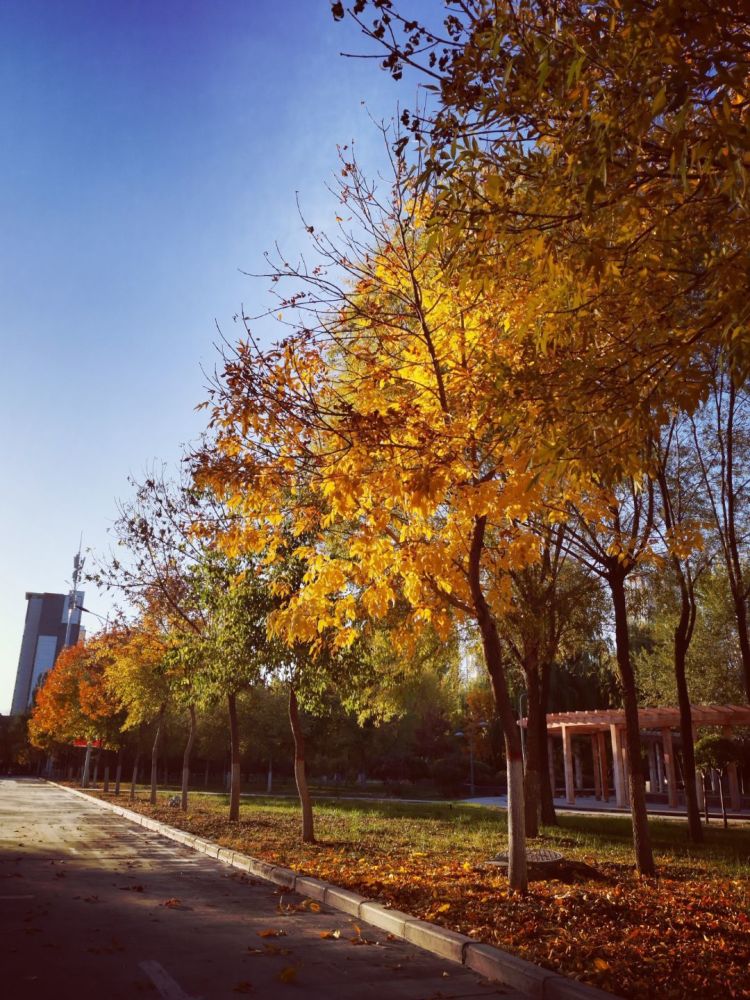 美丽校园风景照
