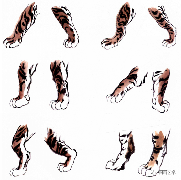2.爪部画法:虎爪为五趾,前四趾并列排,后趾略高,呈圆状,爪甲锋利有力.